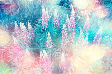 Fototapeta na wymiar lupins in the field / summer flowers purple wild flowers, nature, landscape in the field in summer