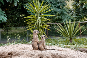 Two meerkats in Safari Park.