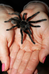 Woman holding a tarantula spider on her hand. 
Birdeater curlyhair tarantula spider Brachypelma albopilosum. Black hairy giant arachnid. Halloween concept.