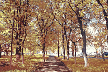 October landscape / autumn in the park, yellow October trees, alley in the autumn landscape