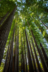  Redwood forest in Hamurana Springs, Rotorua New Zealand
