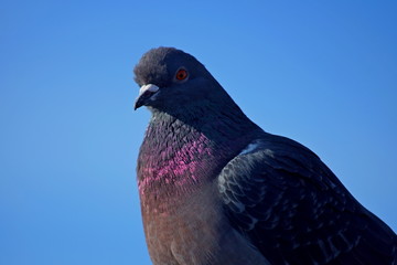 dove
