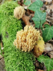 mushroom in the forest