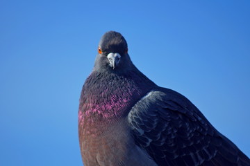 Dove