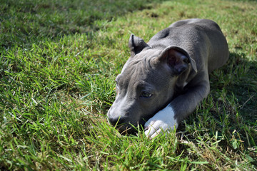 dog american staffordshire terrier pitbull puppy amstaff pet