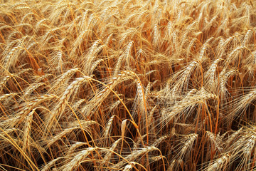 Background of wheat field with ripening golden ears closeup
