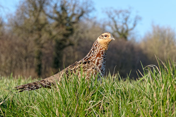 Jeune poule faisane dans la nature 