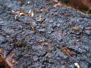 close up old wood background  texture