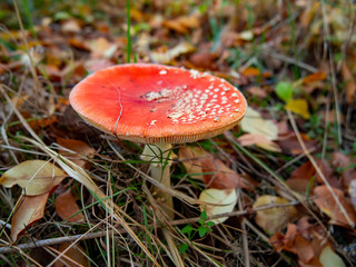 Fly agaric mushrooms, or Amanita muscaria,