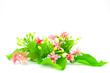 Soft focus photo in the Beautiful Combretum indicum  (Rangoon creeper, Chinese honeysuckle, Drunken sailor) flowers are blooming with green leaves isolated on white background with copy space for text