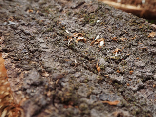 close up old wood background  texture