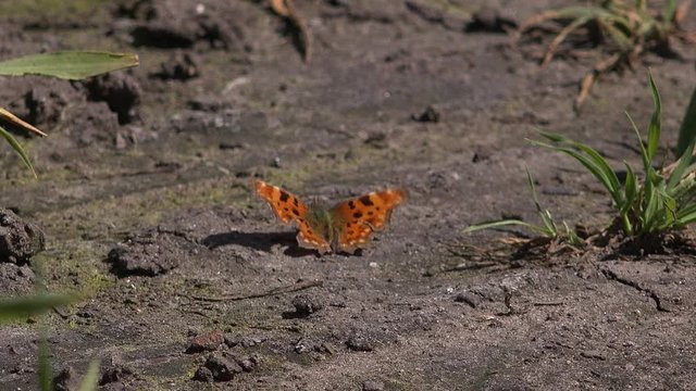 Comma butterfly on the ground feeding England UK 4K