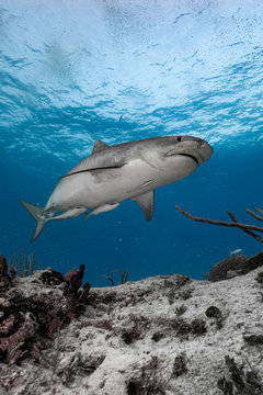 Tiger shark in blue water