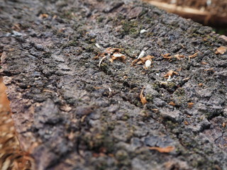 close up old wood background  texture