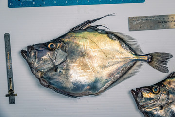 Marine species of Atlantic Canada