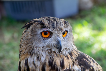 Owl posing with sleeping eyes

