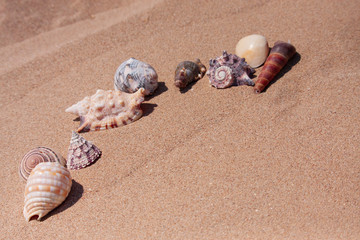 sandy beach with shells, close-up