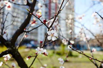 Beautiful white apricot blossom.Flowering apricot tree.Fresh spring background on nature outdoors.Soft focus image of blossoming flowers in spring time.For easter and spring greeting cards,banners