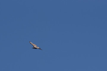 bald eagle during flight in the blue sky