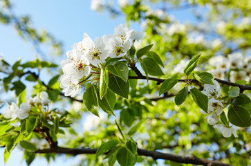 Beautiful white apple or pear blossom.Flowering apple/pear tree.Fresh spring background on nature outdoors.Soft focus image of blossoming flowers in spring time.For easter and spring greeting cards