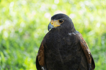 Eagle watching its defenseless prey