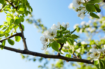 Beautiful white apple or pear blossom.Flowering apple/pear tree.Fresh spring background on nature outdoors.Soft focus image of blossoming flowers in spring time.For easter and spring greeting cards