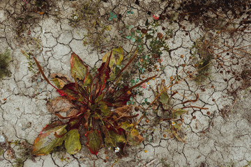 Plantain grows on the road