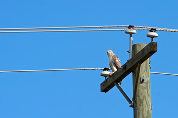 Red Tailed Hawk on Telephone Pole