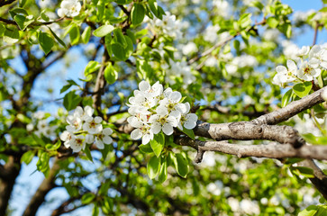 Beautiful white apple or pear blossom.Flowering apple/pear tree.Fresh spring background on nature outdoors.Soft focus image of blossoming flowers in spring time.For easter and spring greeting cards