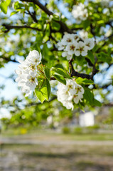 Beautiful white apple or pear blossom.Flowering apple/pear tree.Fresh spring background on nature outdoors.Soft focus image of blossoming flowers in spring time.For easter and spring greeting cards