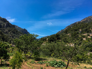 Hills covered in trees with traditional housing, Mallorca, majorca, fontalux