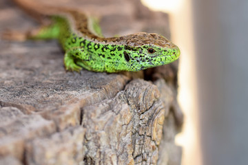 Male of sand lizard (Lacerta agilis) 