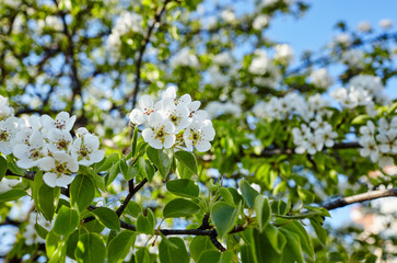 Beautiful white apple or pear blossom.Flowering apple/pear tree.Fresh spring background on nature outdoors.Soft focus image of blossoming flowers in spring time.For easter and spring greeting cards