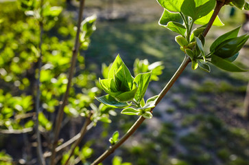 Beautiful lilac blossom.Flowering lilac tree.Fresh spring background on nature outdoors.Soft focus image of blossoming flowers in spring time.For easter and spring greeting cards,banners