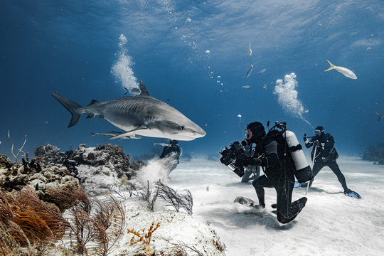 The shark and the photographer