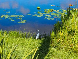 White crane sitting on the water edge of a pond in central Florida 