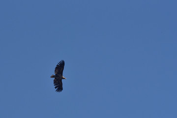 bald eagle during flight in the blue sky