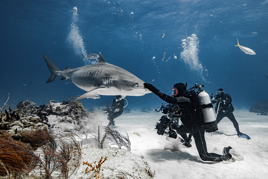 The shark and the photographer