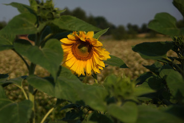 Sunflower