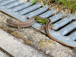 Couple of sand lizards (Lacerta agilis)