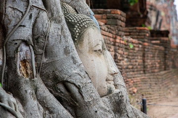 Fototapeta na wymiar old head buddha image in tree