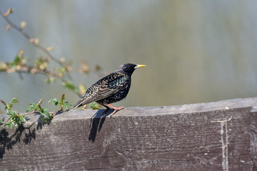 the starling sits in a brown fence with shimmering feathers