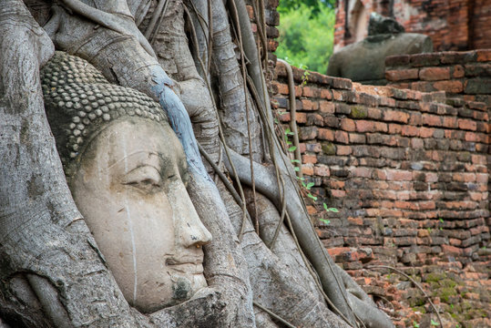old head buddha image in tree