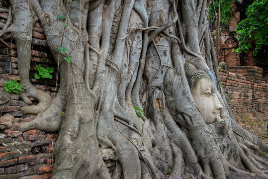 old head buddha image in tree