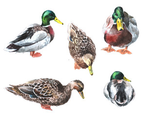Hand drawn bight watercolor wild ducks sketch