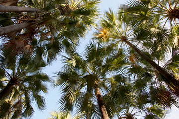 Underneath palm grove
