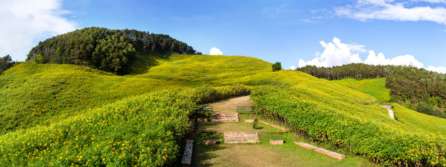 Panoramic view of idyllic Thung Bua Tong or Mexican sunflower at Mae hong son province, Thailand