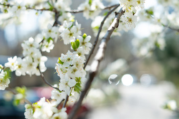 Cherry tree blossom