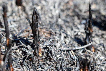 Glade after a fire with burnt grass and black branches of plants. Neglect of nature. Forest fires. Selective focus. Closeup view