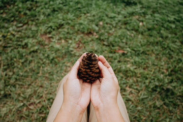 Woman hand holding pine cone with nature background, travel concept